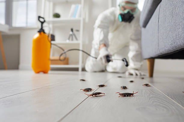 Post-Treatment Bed Bug Interceptor Monitoring in Kyle